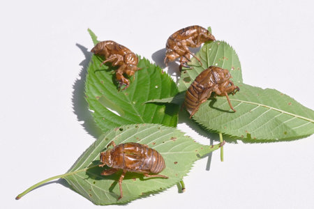Cicada molting, emergence, and cast-off shell. A cicada takes two to three hours to emerge at night,...