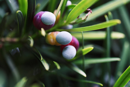 Yew plum pine ( Podcarpus macrophyllus ) berries. Podocarpaceae evergreen Dioecious conifer. The blue-green seed part is poisonous, but the red receptacle part is edible.の写真素材