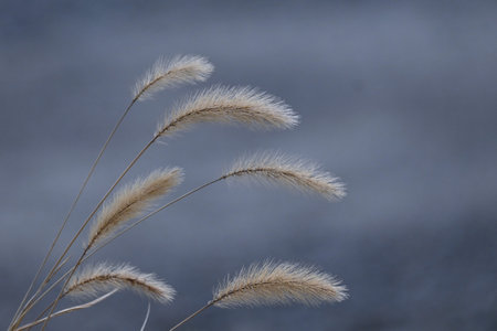 Green foxtail. Natural background material. Poaceae annual weed.