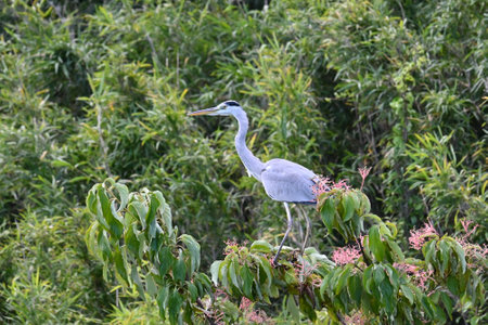 Gray heron. It preys on fish and amphibians in rivers and watersides with its long beak.の写真素材
