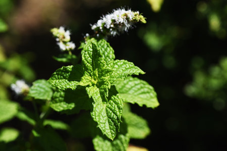 Mint flowers. Lamiaceae perennial herb. The leaves are rich in menthol and are used for cooking and medicinal purposes. The flowering season is from July to September.の写真素材