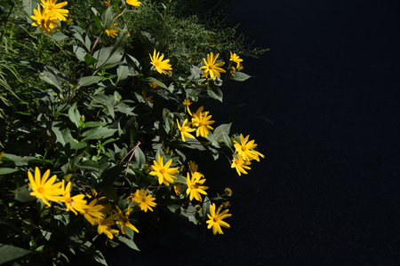 Jerusalem artichoke flowers. Asteraceae perennial plants. Blooms from September to October. Tubers contain inulin and are effective in preventing diabetes and dieting.の写真素材
