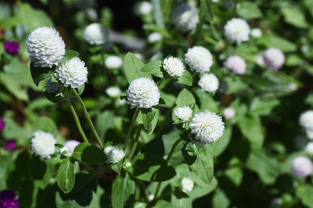 Globe amaranth ( Gomphrena globosa ) flowers. Amaranthaceae annual plants. Blooms from July to...