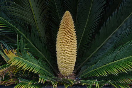 Male flowers of cycad. The pollen of the male flowers is blown by the wind and adheres to the female flowers, where they are fertilized. The male flowers then wither and droop.の素材 [FY310191718303]