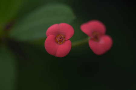 Crown of thorns ( Euphorbia milii ) flowers. A shrub of the Euphorbiaceae family native to...