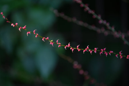 Jumpseed ( Persicaria filiformis ) flowers. Polygonaceae perennial plants. The flowering season is from August to November, and the racemes are red above and white below.の写真素材