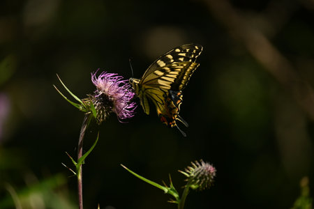 An old world swallowtail sucking thistle nectar. Observable from spring to autumn.