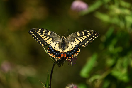 An old world swallowtail sucking thistle nectar. Observable from spring to autumn.