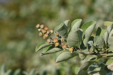 Round leaf chaste tree (Vitex rotundifolia) Flowers and berries. Lamiaceae evergreen shrub beach plants. Blue-purple flowers bloom from July to September. Berries is a crude drug.の写真素材