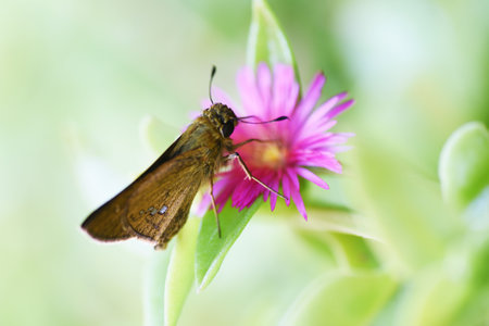 Baby sun rose ( Aptenia cordifolia ) flowers. Aizoaceae evergreen perennial tropical succulents. Flowering season is from June to October.の写真素材