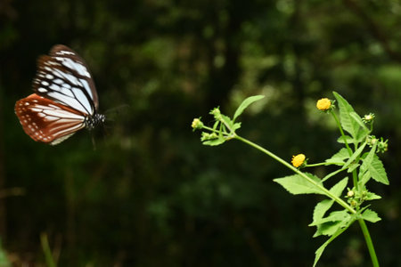 Chestnut tiger butterfly female (Parantica sita).It's has alkaloid toxins in its body to protect itself from predators. And travel over 2000km.の写真素材