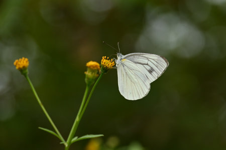Insects flock to the nectar of Bidens pilosa flowers.の写真素材