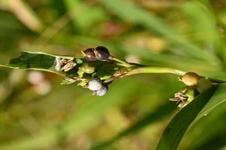Job's tears (Coix lacryma-jobi). Poaceae plants that grows near water. Ripening berries in autumn...