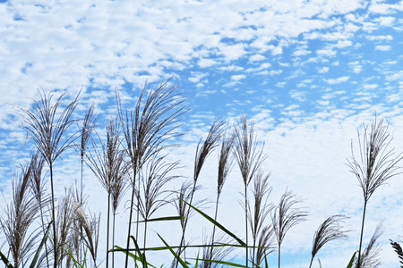 Japanese pampas grass. Japanese autumn seasonal background material.の写真素材