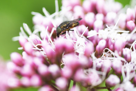 Thoroughwort flowers and an insect. Asteraceae perennial plants. Many small flowers bloom at the tip of the stem from August to November. It is also an herb.の写真素材