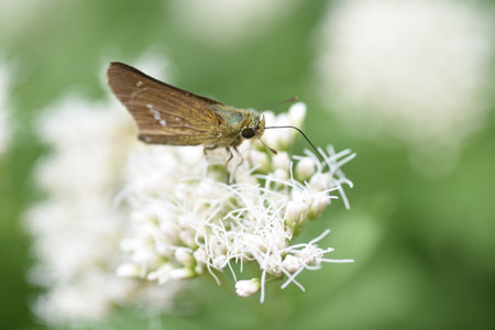 Thoroughwort flowers and an insect. Asteraceae perennial plants. Many small flowers bloom at the tip of the stem from August to November. It is also an herb.の写真素材