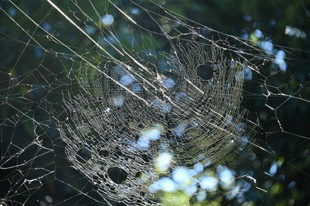 A spider in the forest. Spiders are carnivorous arthropods that have venomous glands in their...
