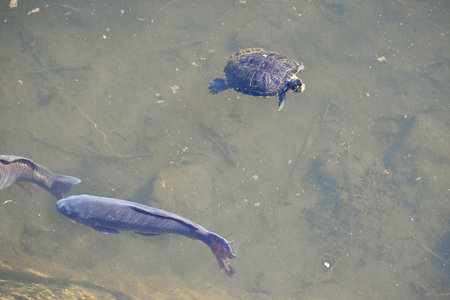 A red-eared slider swimming with carp in a stream.ã€€It is carnivorous and feeds on small fish...