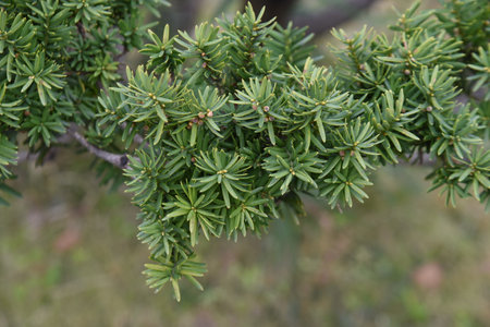 Dwarf japanese yew. Taxaceae evergreen coniferous shrub. It spreads horizontally near the base of...