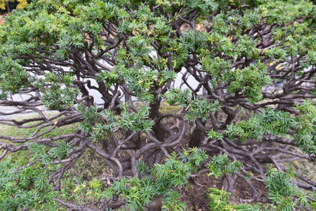 Dwarf japanese yew. Taxaceae evergreen coniferous shrub. It spreads horizontally near the base of...