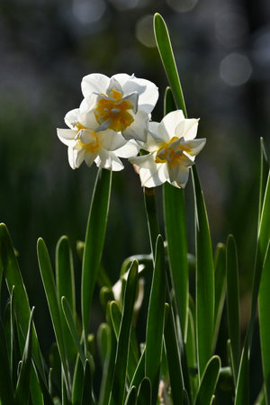 Narcissus flowers. Amaryllidaceae perennial plants. White or yellow flowers bloom from winter to spring.の写真素材