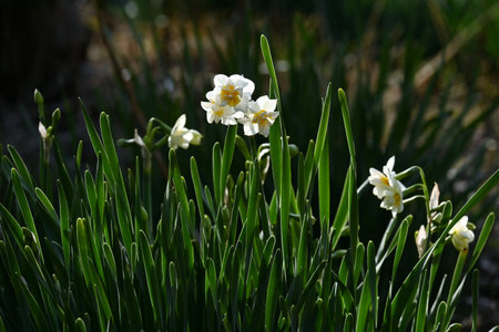 Narcissus flowers. Amaryllidaceae perennial plants. White or yellow flowers bloom from winter to spring.の写真素材