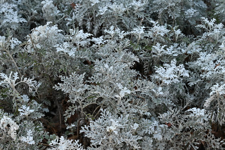 Dusty miller leaves. Asteraceae evergreen perennial plants.