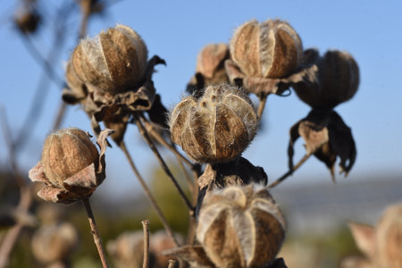 Cotton rosemallow seeds. Malvaceae deciduous shrub. The flowering season is from July to October. The fruit is a capsule, covered with hairs, and has numerous seeds.の写真素材