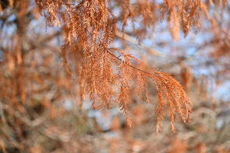 Bald cypress ( Taxodium distichum ) tree in winter. Leaves and nuts. Cupressaceae deciduous conifer native to North America.の写真素材