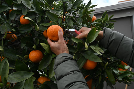 Japanese citrus called 'Iyokan' ( Citrus Iyo ) Harvest. A type of tangor grown mainly in Ehime...