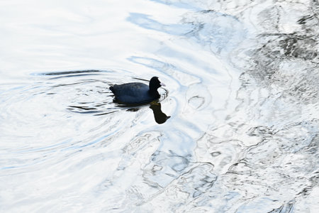 Coots ( Fulica atra ) foraging for food in the stream. Rallidae wild bird.の写真素材