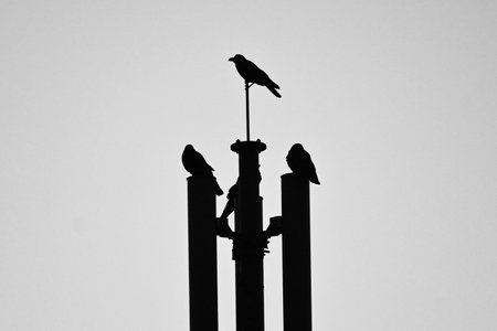 Crows. Bird background image. Passeriformes Corvidae. Crows are among the most intelligent birds.の写真素材