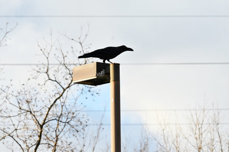Crows. Bird background image. Passeriformes Corvidae. Crows are among the most intelligent birds.の写真素材