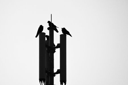 Crows. Bird background image. Passeriformes Corvidae. Crows are among the most intelligent birds.の写真素材