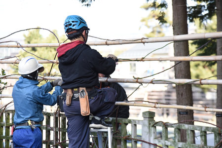 A work scene of pruning and attracting climbing roses in winter.の写真素材