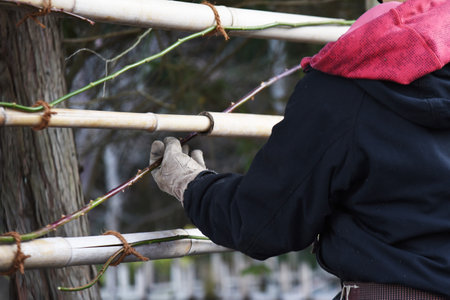 A work scene of pruning and attracting climbing roses in winter.の写真素材