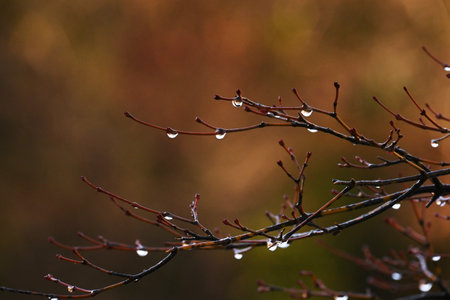 Drops shining on tree twigs. Background material of natural phenomenon beauty.の写真素材