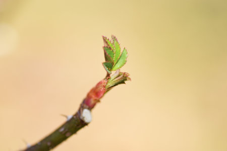 Sprouts of roses. In March, rose sprouts will swell and young leaves will gradually develop.
