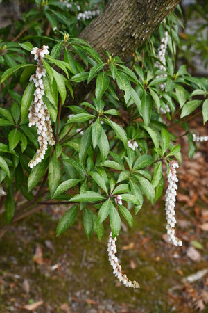 Japanese andromeda flowers. Ericaceae evergreen shrub. Toxic plants. Many white pot-shaped flowers bloom from March to May.の写真素材