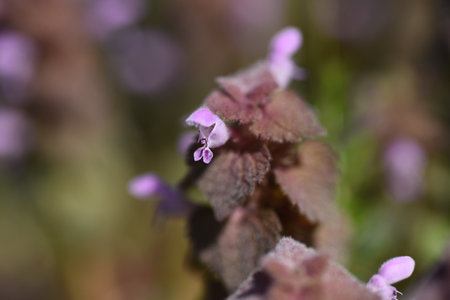 Red deadnettle ( Lamium purpureum ) flowers. Lamiaceae bienniial plants. Grows along roadsides and blooms reddish-purple lip-shaped flowers from March to May.の写真素材