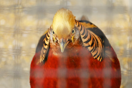 Male Golden pheasant ( Chrysolophus pictus ). Galliformes phasianidae. Birds of the pheasant family...