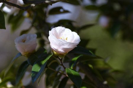 White camellia japonica flowers. Theaceae evergreen shrub. Flowering season is from February to April.の写真素材