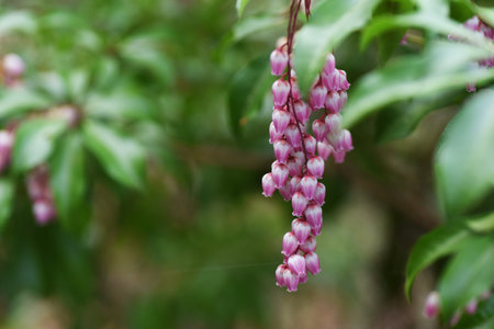 Japanese andromeda ( Pieris japonica ) flowers. Ericaceae evergreen shrub. Blooms from March to May with many white or pink bell-shaped flowers. Berries and leaves are poisonous.の写真素材