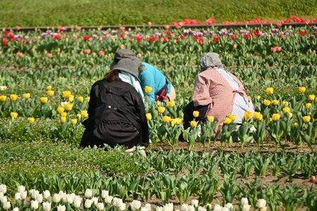 A view of a field of flowers being tended in spring. Background material for farm work.の写真素材