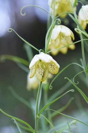 Fritillaria thunbergii ( Zhe bei mu ) flowers. Liliaceae perennial medicinal plant native to China. From March to April, pale green, bell-shaped, netted flowers bloom downward.の写真素材