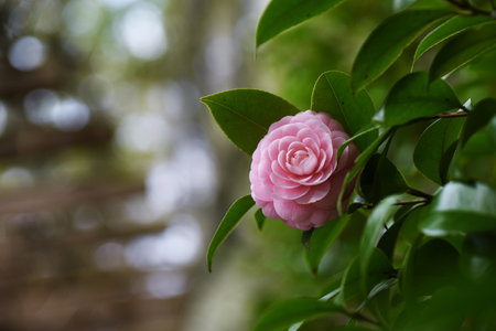 Camellia japonica pink flowers. Theaceae evergreen tree. Blooms from February to April.の写真素材