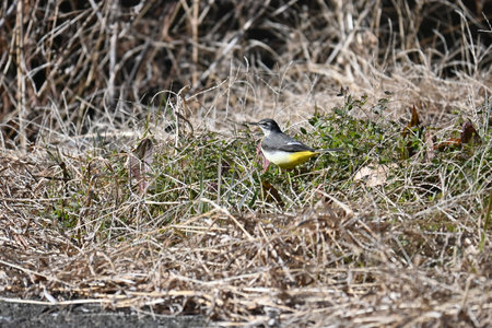 A Gray wagtail ( Motacilla cinerea ). Passeriformes Motacillidae inhabits waterside areas such as mountain streams. Gray from head to back and yellow belly.の写真素材