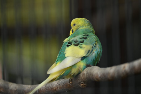 Budgerigars ( Common pet parakeets ). Pet birds native to Australia.の写真素材