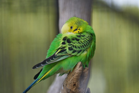Budgerigars ( Common pet parakeets ). Pet birds native to Australia.の写真素材