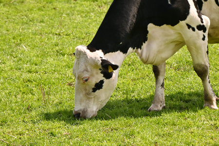 A scene of cows esting grass on a pastuye.の写真素材